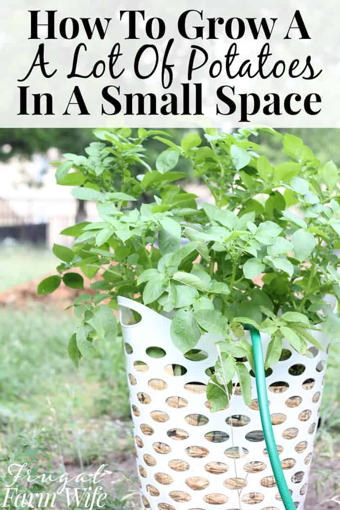 How To Grow Potatoes In Containers | Frugal Farm Wife